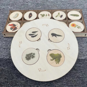 Giáo cụ Montes Đĩa vòng đời côn trùng