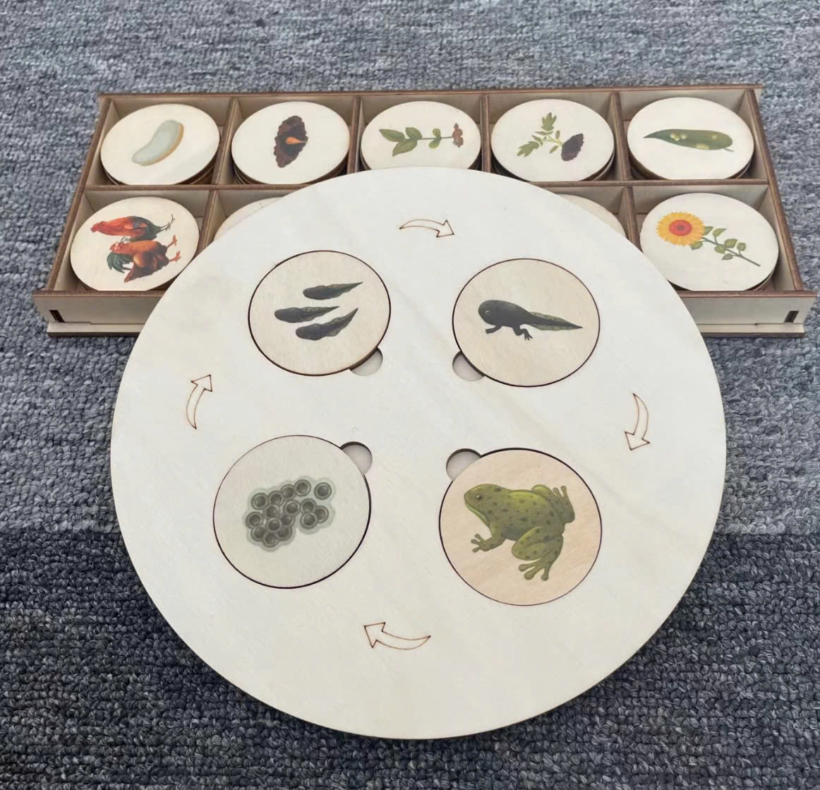 Giáo cụ Montes Đĩa vòng đời côn trùng